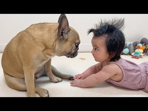 6 Months Of Friendship In 6 Minutes | My Dog Loves Our Baby