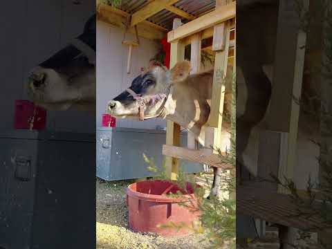 Would you drink this milk?? #familymilkcow #sahm #farmlife