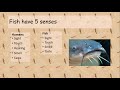 Fish Biology and Conservation Concepts