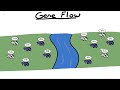 Gene Flow and Allele Frequencies