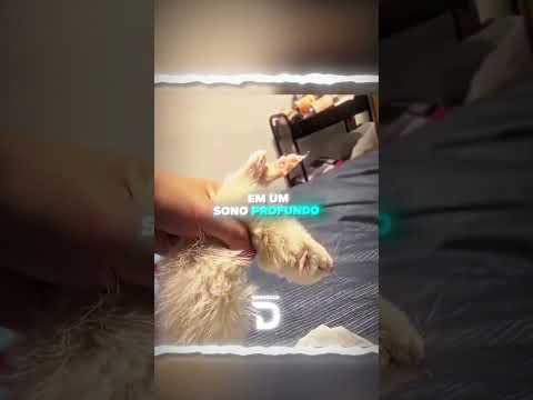 Esse gato quase perdeu seu melhor amigo ❤️