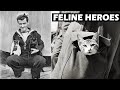 Feline Heroes of World War I