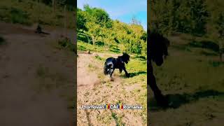 @PromovariCaiRomania #afrohouse #love #newsong #cal #horse #newmusic #music #equestrian