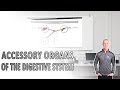 Digestive System Accessory Organs