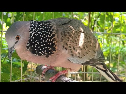 chim cu gáy gù giọng thổ cuckoo bird singing