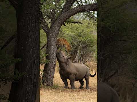 코뿔소와 표범의 한판승부 #fight #elephant #animation #animals #wildlife #rhinoceros #leopard