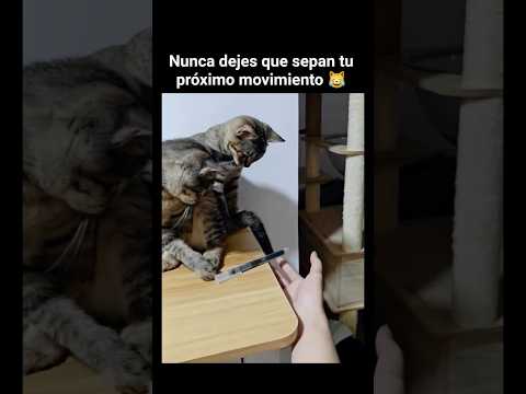 Nunca dejes que sepan tu próximo movimiento 😹 #shorts #cat