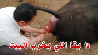 واللي في الصوره دا بقا اللي بيكون سبب في خراب البيوت خلوا بالكم واتعامل مع مصدر معروف 