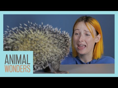Tessa Violet Smells Our Animals