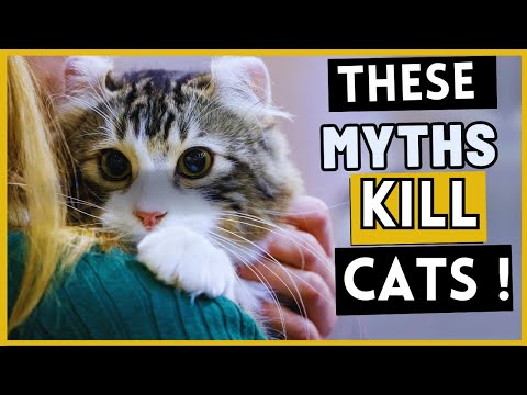 Want Your Cat to Live for More Than 20 Years? Then Stop Believing These (7 Myths That Kill Cats)