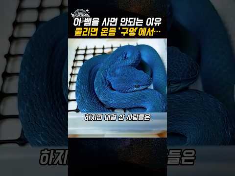 주토피아 게리 보고 파란뱀 샀다가 5천만 원 날린 사람들