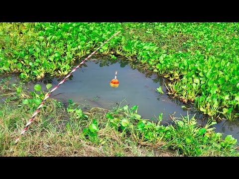 Best Fishing Video ~ Village Smart Boy Fishing With Hook ~ Traditional Hook Fishing