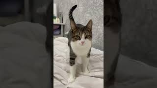 Cat Trampling😂