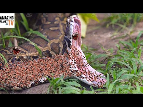 Эти Муравьи Поедают Змеи и Скорпионов и Всё Что Движется Рядом.
