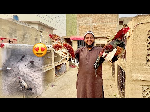 Cheeny Murga Se Farm Ko Bhar Dya ? Kafi New Murga Agye Unboxing