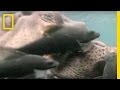 Hippo Spa and Fish Roles
