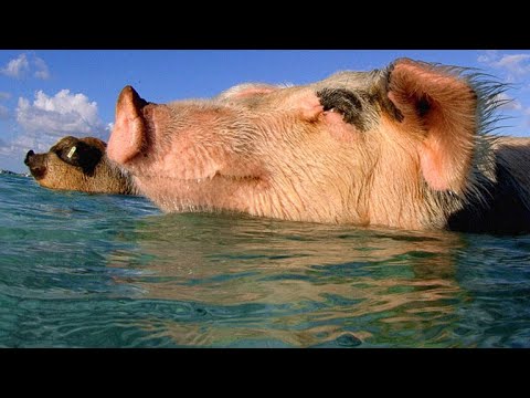 YouTube video thumbnail: These Swimming Pigs Live a Cushy Lifestyle in the Bahamas
