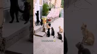 BRUSCHIMICHIS 361 😹