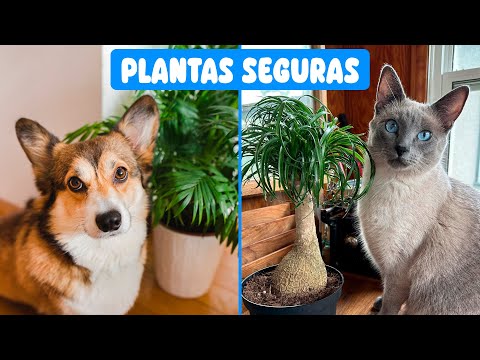 PLANTAS DE INTERIOR SEGURAS para tus MASCOTAS - PET FRIENDLY