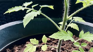 FINNISH VLOG  │ Planting some tomatoes 🌱