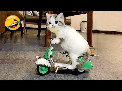 Funniest Animals 2024 😂 Funny Cats and Dogs 🐱🐶 | Funny Animal Videos