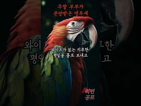 [1분괴담] 와이프가 걱정이 되어 앵무새를 분양받았는데...