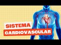 Cardiovascular System Concepts