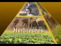 Exploring Energy Pyramids and Food Webs