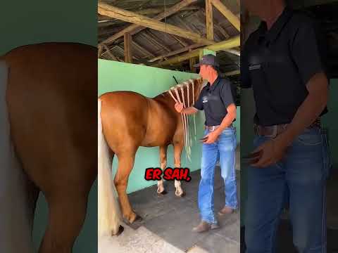 Dieser Mann weigerte sich, seinem Pferd die Mähne zu schneiden 😳