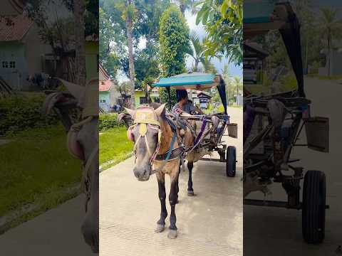 mau naik kuda #viral #shots
