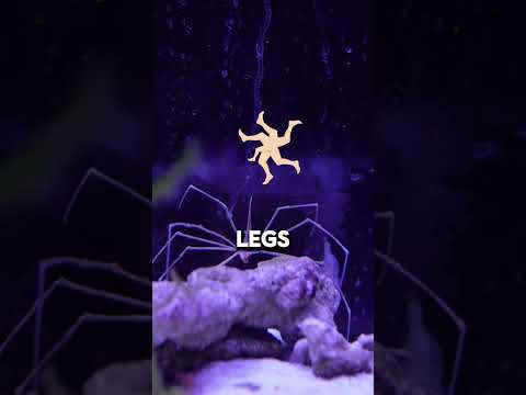 ? ARROW CRABS: What You NEED to KNOW! ? #shorts #sea