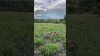 The Exact Moment a Leopard Locks Eyes on Prey!
