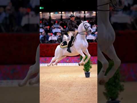 Because we're good at something it doesn't mean we like to do it || #horse #edit #shorts