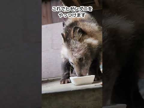 【助けてください...】疥癬タヌキさんを治療します