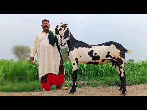 Aik Aur Heera Mil Gya - Beetal Goat Farming