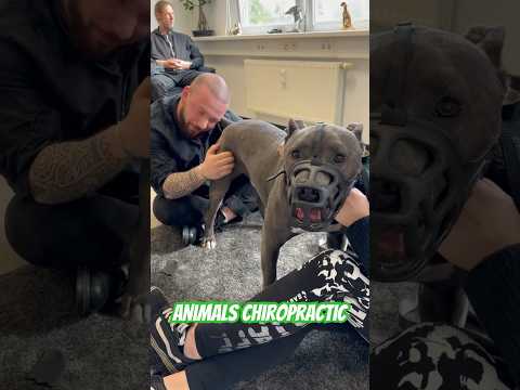 Animals Chiropractic 💚💚💚💚#animals #dogs #chiropractic #foryou #asmr #germany #dogshorts #love