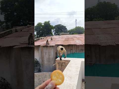 Hanuman