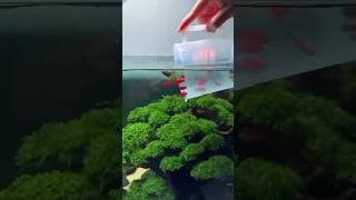 Amazing bonsai tank 😍