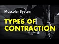 Exploring Types of Muscle Contractions