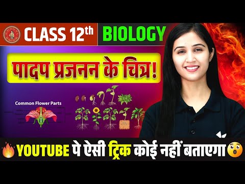 पुष्पीय पादपों में लैंगिक जनन चित्र | Class 12 Biology Chapter 2 | Reproduction in Flowering Plants