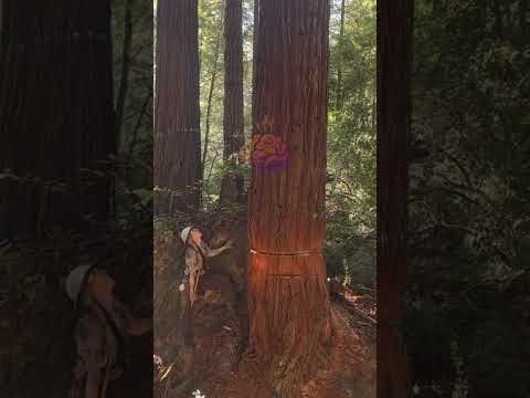 Por Que os EUA Derrubam Árvores de 3 Mil Anos?