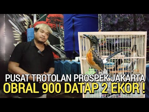 WADUH ! ADA APA INI DUNIA MURAI BATU TRAH PRESTASI 2 EKOR 900RB AN SIAPA CEPAT DI ALESHA MURAI BATU