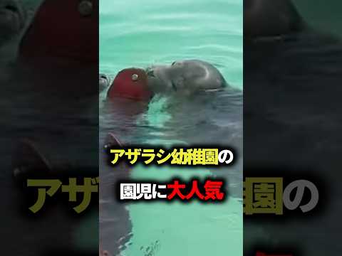アザラシ幼稚園のタコニキがモテモテすぎた #アザラシ幼稚園 #雑学 #ゆっくり解説