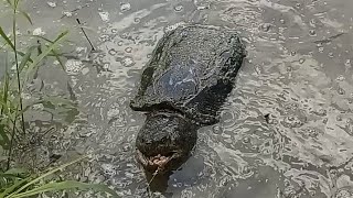 Wrestling an alligator snapping turtle