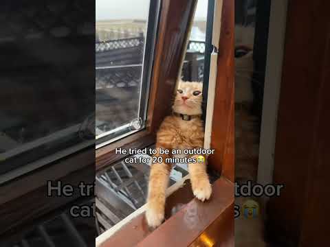 TikTok: myfiakitty / such a cute kitty kat😭