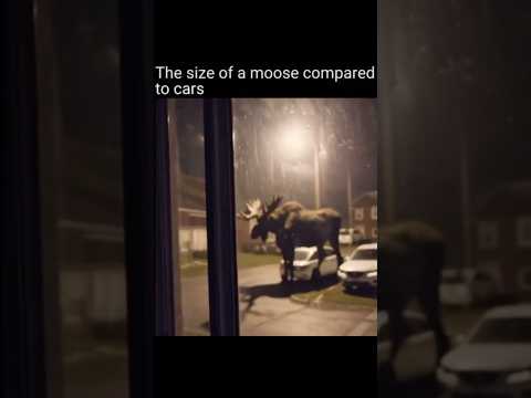100 HUMANS VS 1 MOOSE
