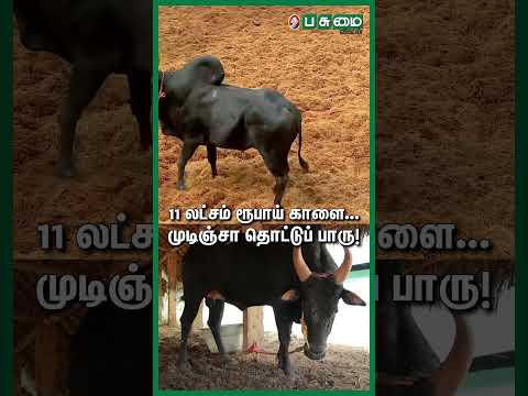 11 லட்சம் ரூபாய் காளை... முடிஞ்சா தொட்டுப் பாரு | கைக்குறிச்சி தமிழ்ச்செல்வன்