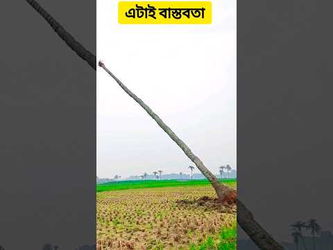 এটাই বাস্তবতা #poorpeoples #amazingtree #Subhanallah #short  #GodBless #poortree  #viral #shorts