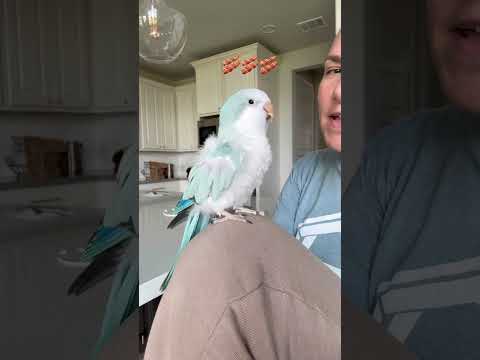 If bacon pancakes was a duet #bird #parrot #quakerparrot #baconpancakes