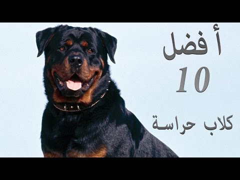 أفضل  كلاب الحراسة التى تصلح للتربية